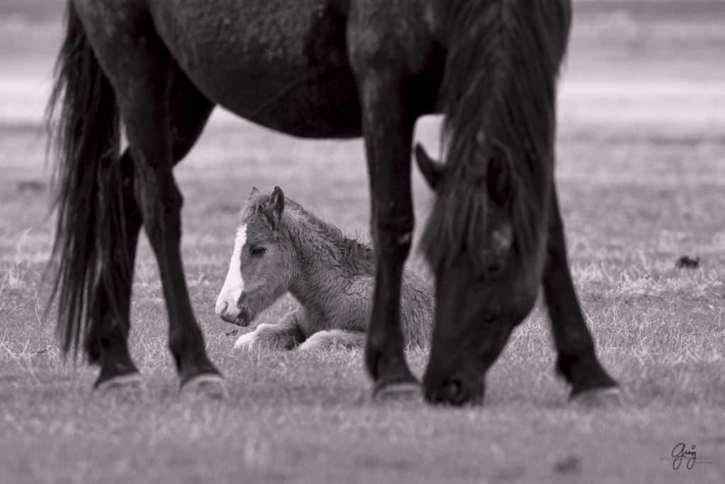 horse, photography of horses, photography of wild horses, fine art photography of horses, fine art, wild horses, wild horse prints, foal