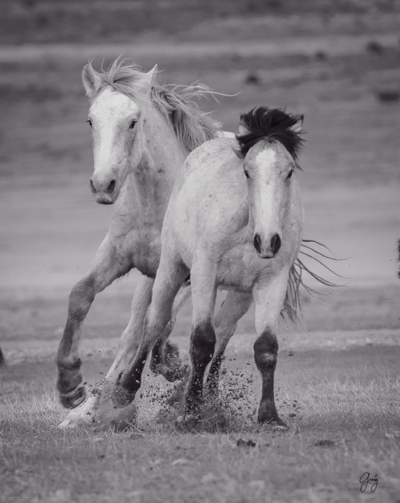 horse, photography of horses, photography of wild horses, fine art photography of horses, fine art, wild horses, wild horse prints