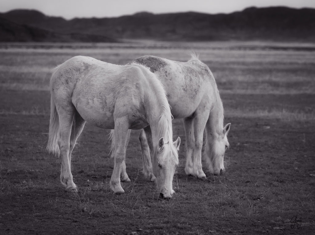 horse, photography of horses, photography of wild horses, fine art photography of horses, fine art, wild horses, wild horse prints