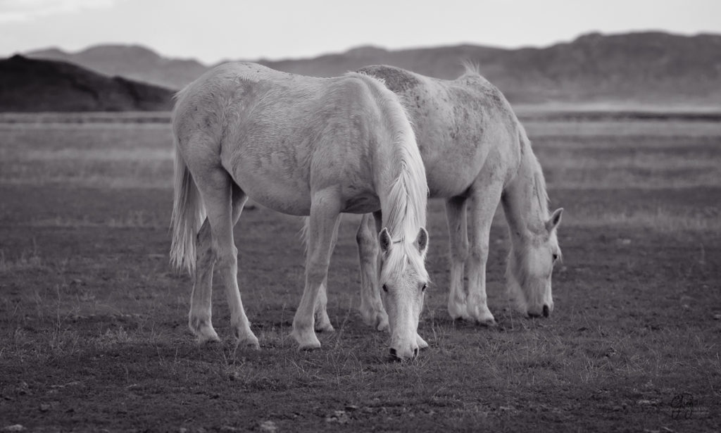 horse, photography of horses, photography of wild horses, fine art photography of horses, fine art, wild horses, wild horse prints