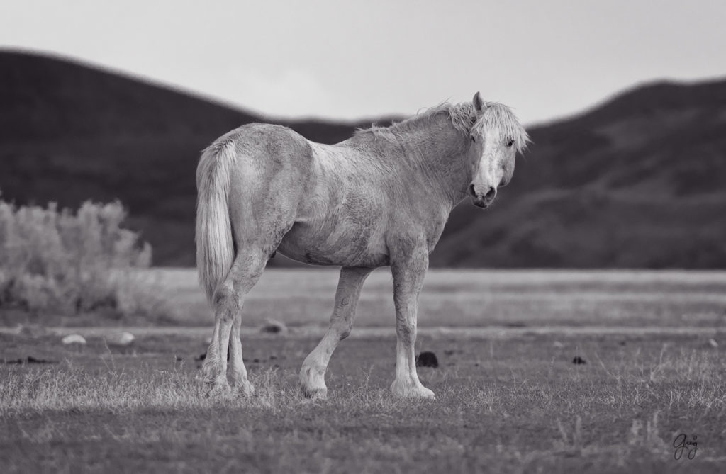 horse, photography of horses, photography of wild horses, fine art photography of horses, fine art, wild horses, wild horse prints, stallion