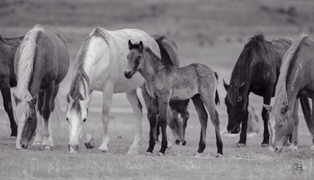 horse, photography of horses, photography of wild horses, fine art photography of horses, fine art, wild horses, wild horse prints