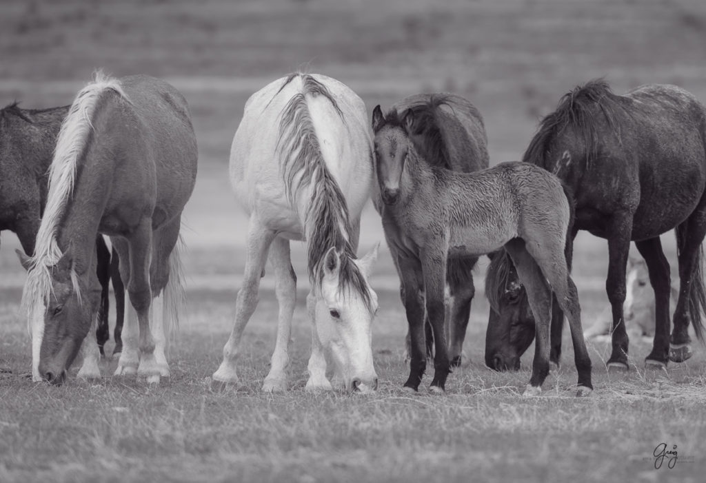 Utah Wild Horses - Onaqui Herd - Black & White Toned - Photography of ...