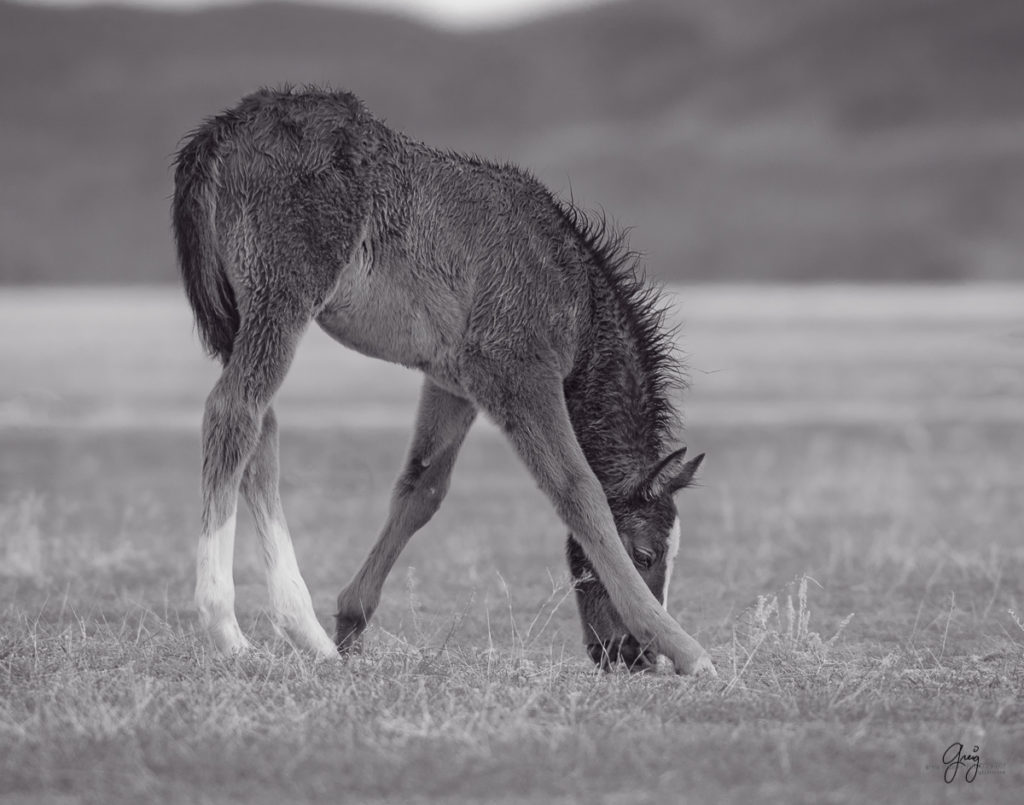 horse, photography of horses, photography of wild horses, fine art photography of horses, fine art, wild horses, wild horse prints, colt