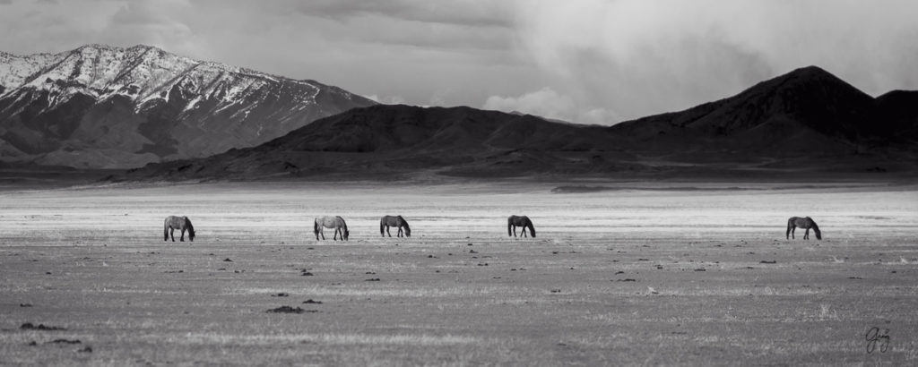 horse, photography of horses, photography of wild horses, fine art photography of horses, fine art, wild horses, wild horse prints