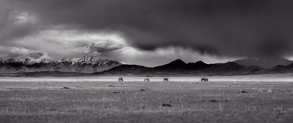 horse, photography of horses, photography of wild horses, fine art photography of horses, fine art, wild horses, wild horse prints