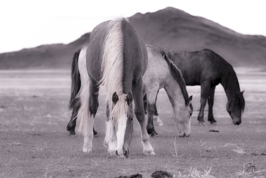 horse, photography of horses, photography of wild horses, fine art photography of horses, fine art, wild horses, wild horse prints, toned mare