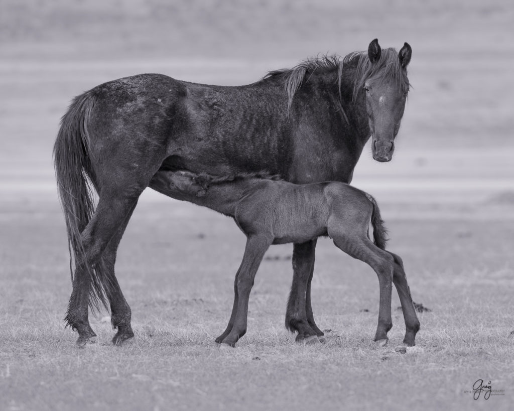 horse, photography of horses, photography of wild horses, fine art photography of horses, fine art, wild horses, wild horse prints