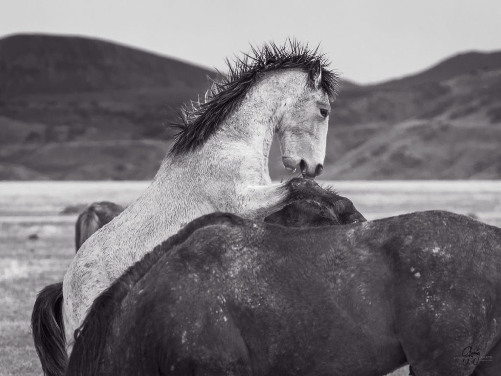 horse, photography of horses, photography of wild horses, fine art photography of horses, fine art, wild horses, wild horse prints