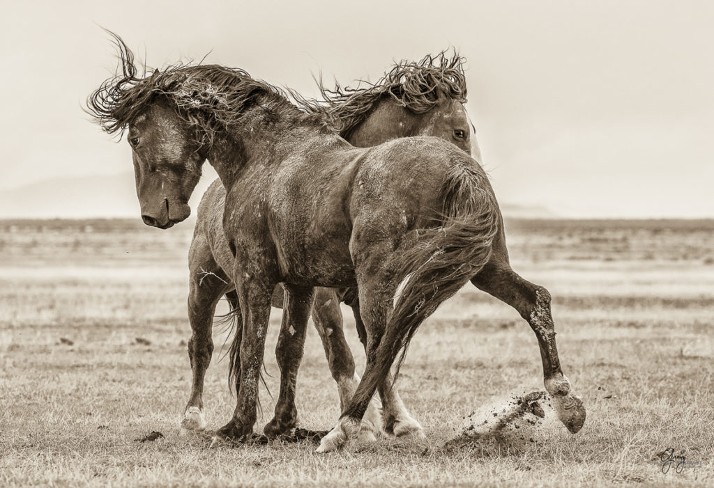 horse, photography of horses, photography of wild horses, fine art photography of horses, fine art, wild horses, wild horse prints, toned stallions fighting