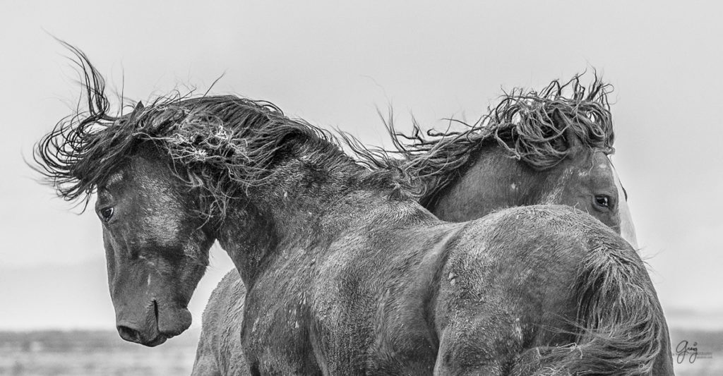 horse, photography of horses, photography of wild horses, fine art photography of horses, fine art, wild horses, wild horse prints, stallions fighting