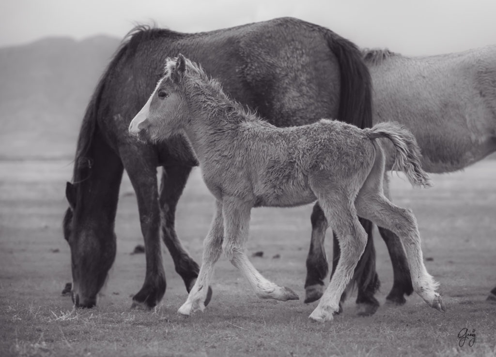 Utah Wild Horses - Onaqui Herd - Black & White Toned - Photography of ...