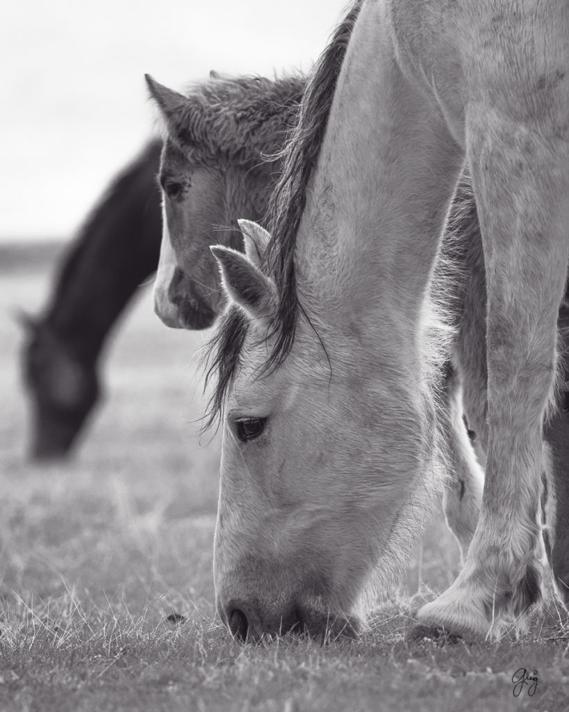 horse, photography of horses, photography of wild horses, fine art photography of horses, fine art, wild horses, wild horse prints