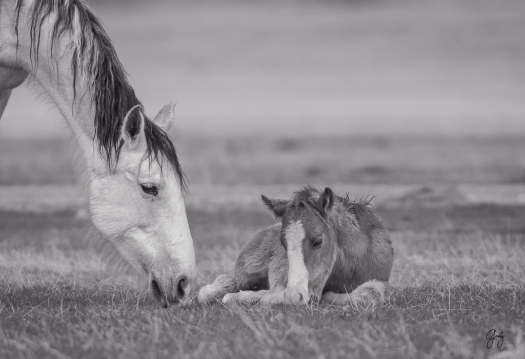Utah Wild Horses - Onaqui Herd - Black & White Toned - Photography of ...