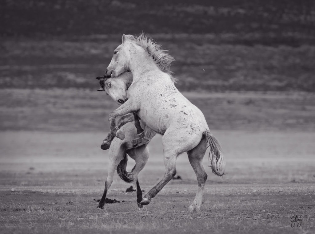 horse, photography of horses, photography of wild horses, fine art photography of horses, fine art, wild horses, wild horse prints