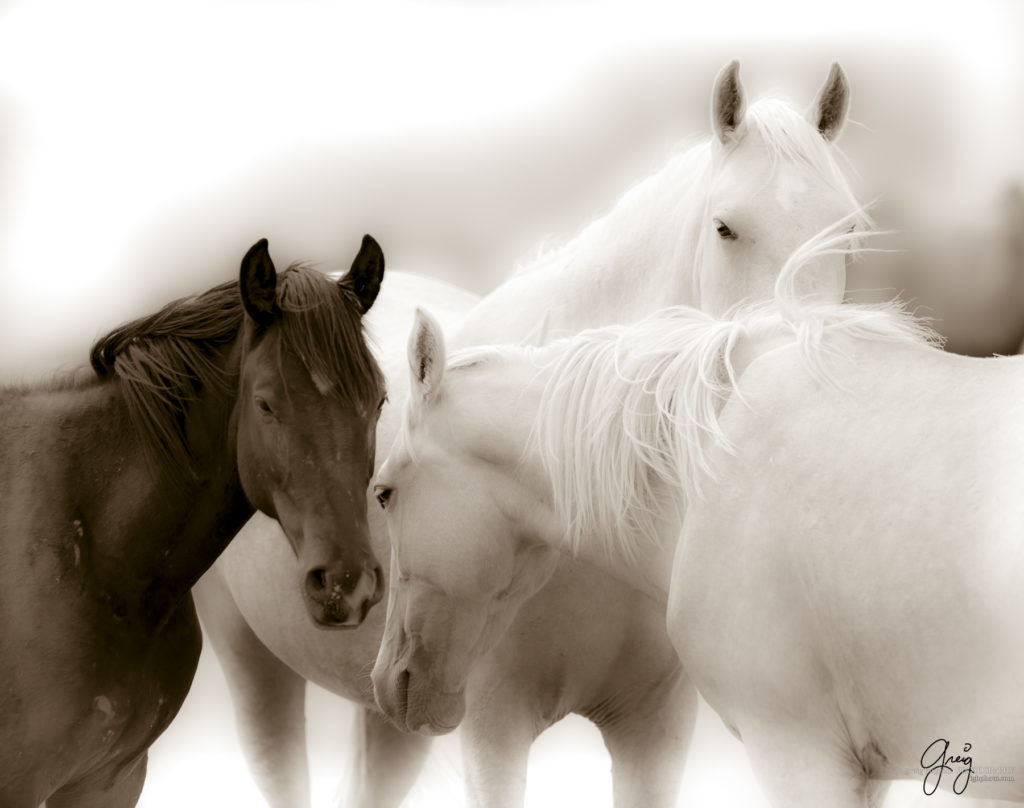 fine art black and white photograph of wild horse mares fine art photography of wild horses
