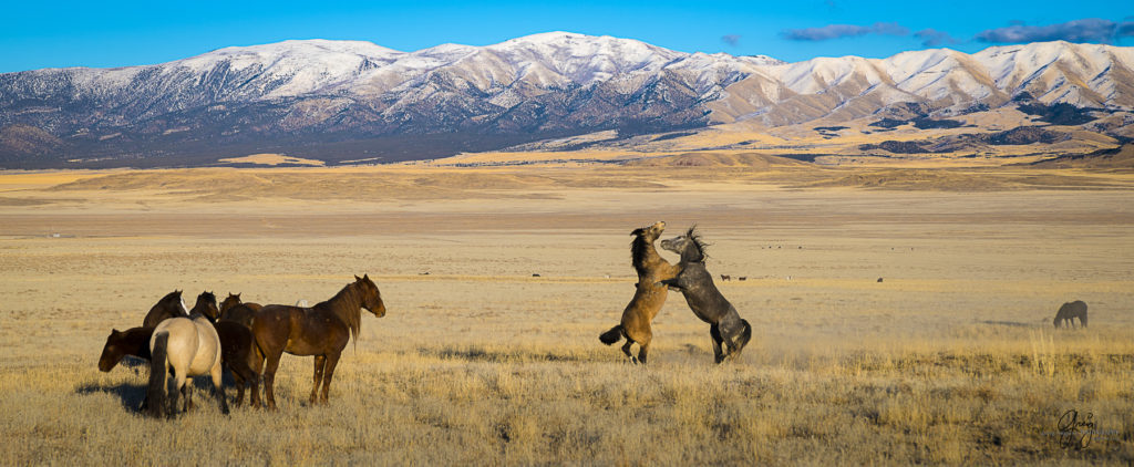 Photography of Onaqui herd of wild horses at sunset stallions fighting