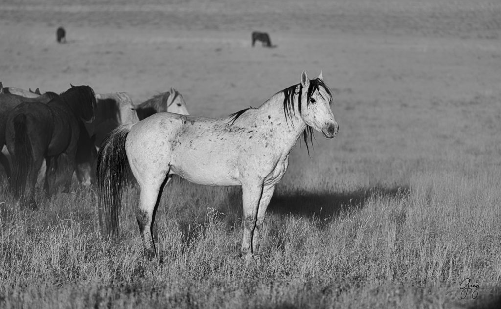 Photography of Onaqui herd of wild horses at sunset stallion is in sunlight