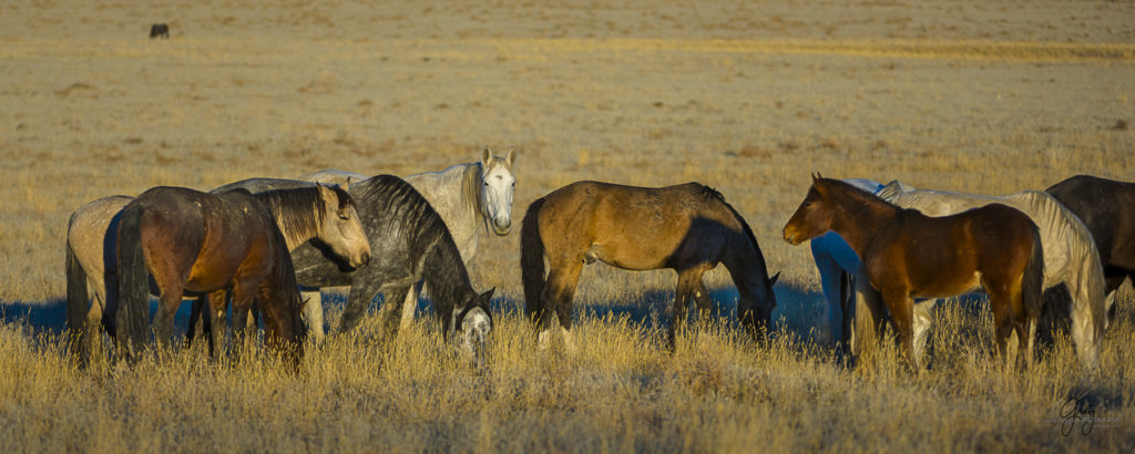 Photography of Onaqui herd of wild horses at sunset herd is in sunlight
