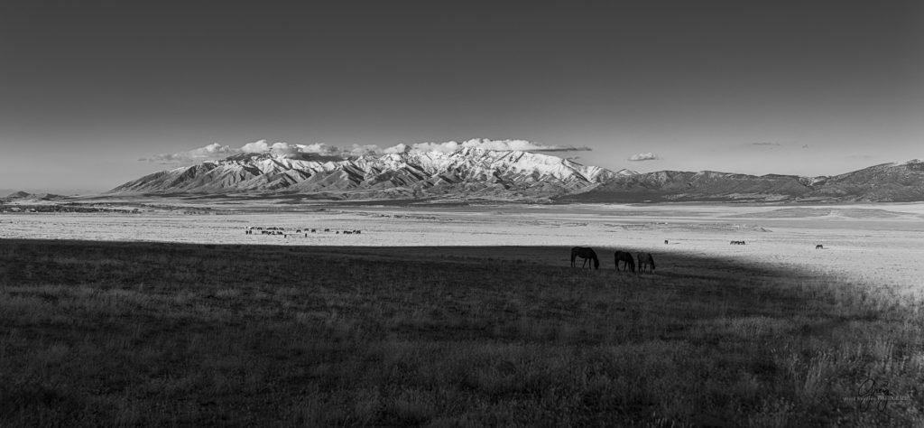 Onaqui Mountains with Onaqui herd in sun wild horses wild horses in utha
