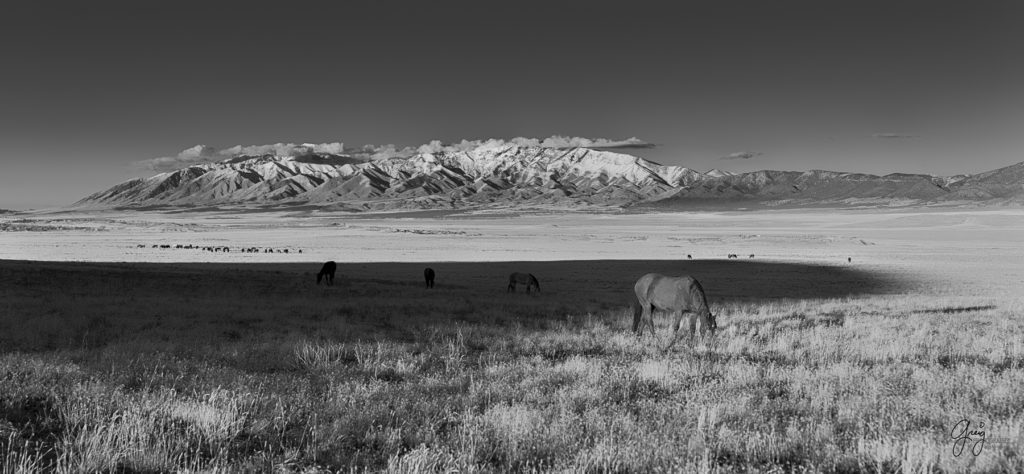 Photography of Onaqui herd of wild horses at sunset mare is sunlight