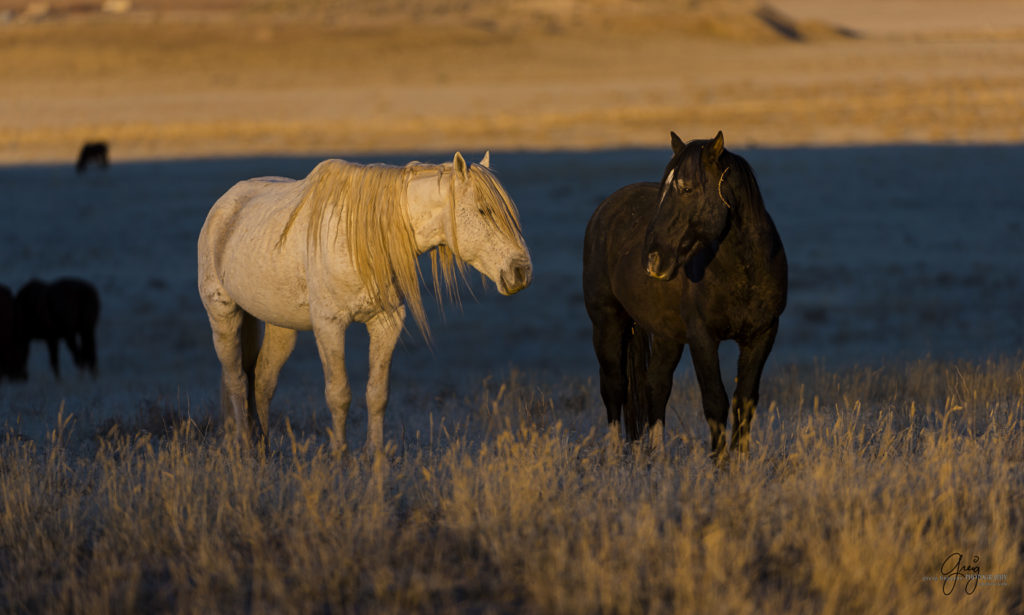 Photography of Onaqui herd of wild horses at sunset stallions in sunlight