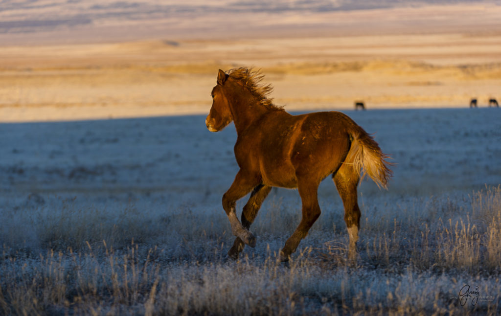 Photography of Onaqui herd of wild horses at sunset colt is sunlight
