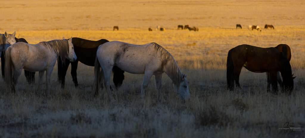 Onaqui herd of wild horses at sunset