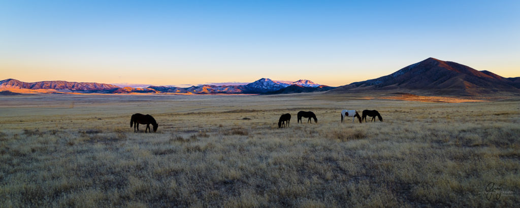 Photography of Onaqui herd of wild horses at sunset