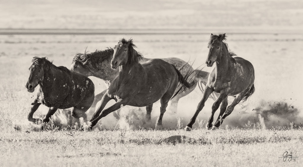 roan stallion chasing black stallion wild horses fight in utah's west desert