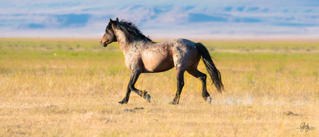 roan stallion chasing black stallion wild horses fight in utah&#039;s west desert