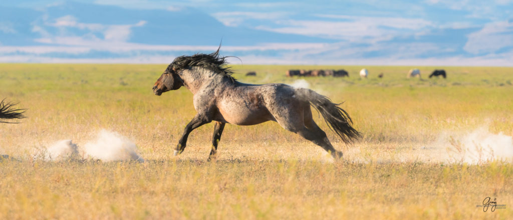 roan stallion chasing black stallion wild horses fight in utah&#039;s west desert