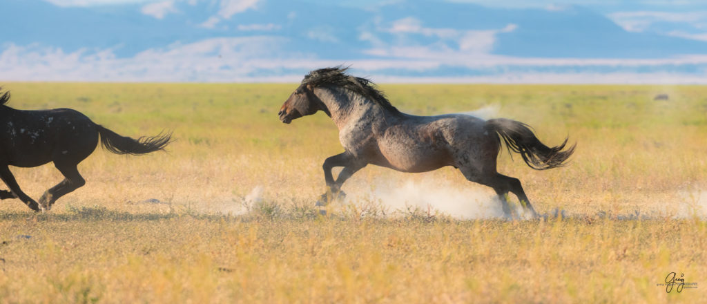 roan stallion chasing black stallion wild horses fight in utah&#039;s west desert