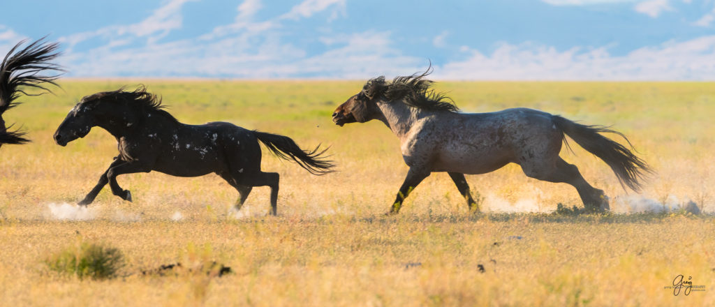 roan stallion chasing black stallion wild horses fight in utah&#039;s west desert