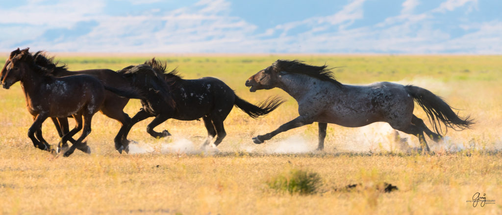 roan stallion chasing black stallion wild horses fight in utah&#039;s west desert