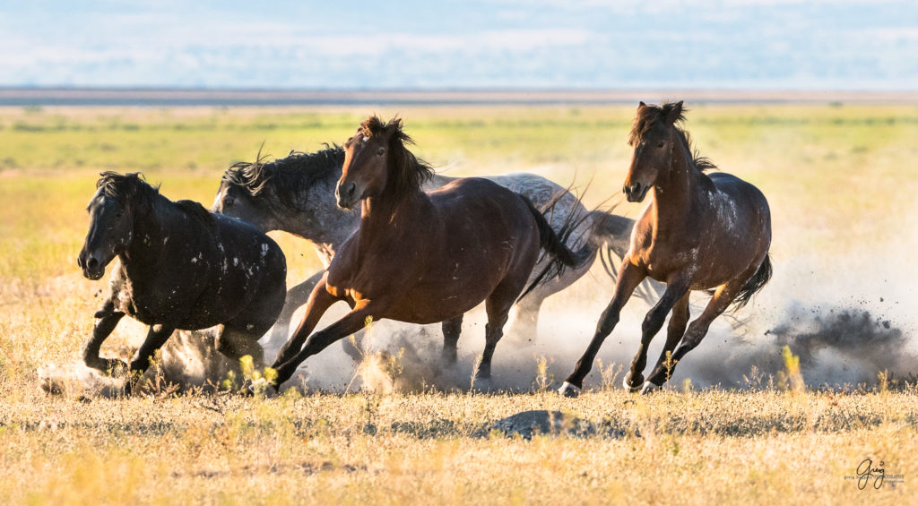 roan stallion chasing black stallion wild horses fight in utah's west desert