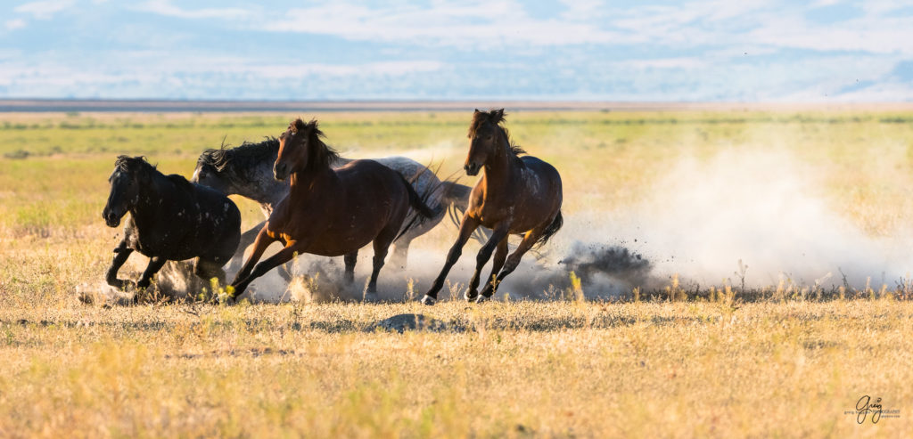roan stallion chasing black stallion wild horses fight in utah&#039;s west desert