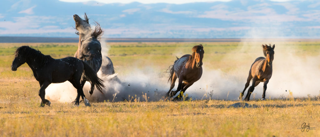 roan stallion chasing black stallion wild horses fight in utah's west desert
