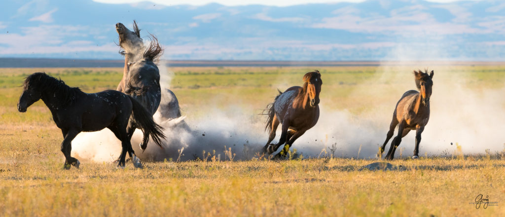 roan stallion chasing black stallion wild horses fight in utah&#039;s west desert