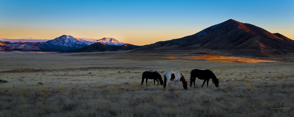 Photography of Onaqui herd of wild horses at sunset
