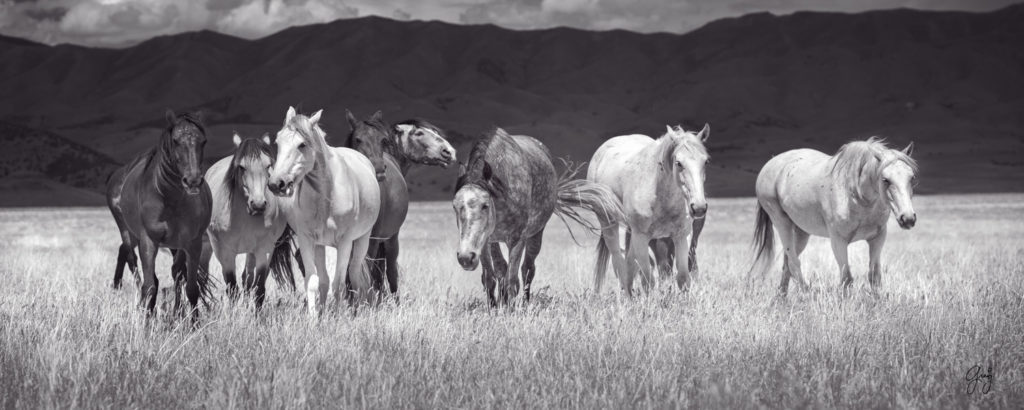 fine art photography wild horses