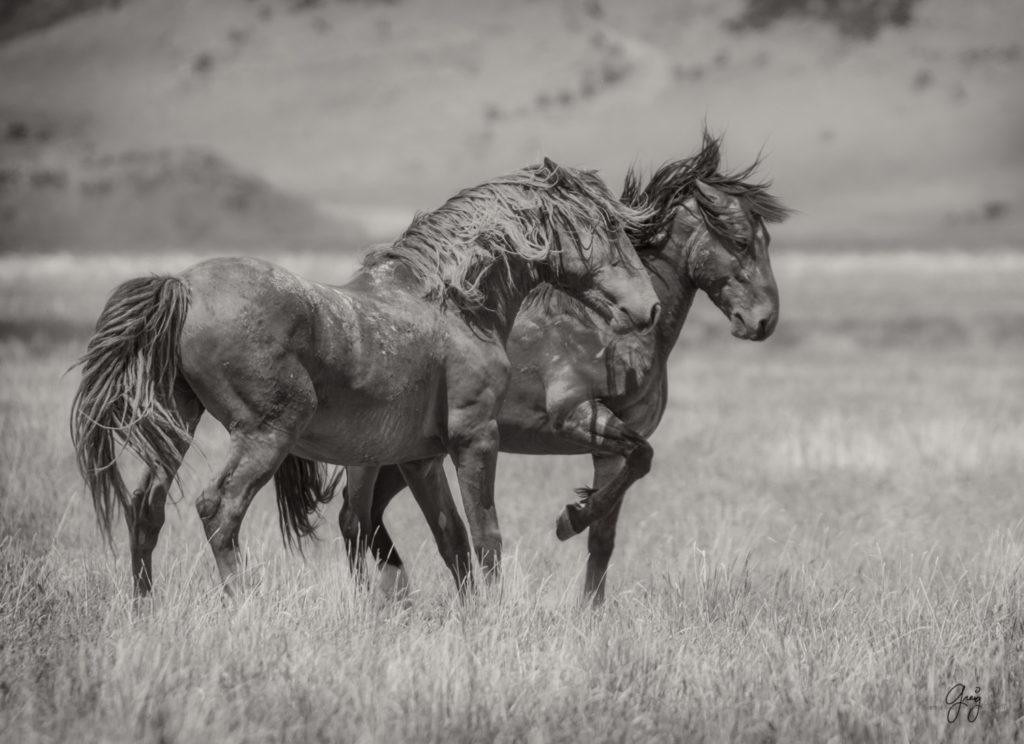 fight between two wild horse stallions