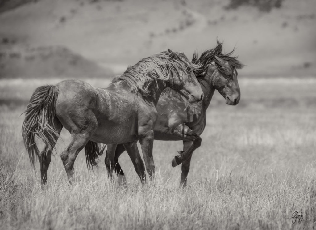 fine art photography wild horses