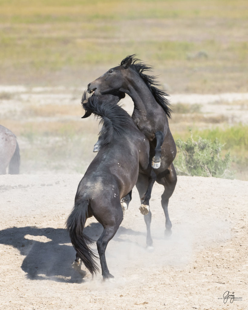 fight between two wild horse stallions