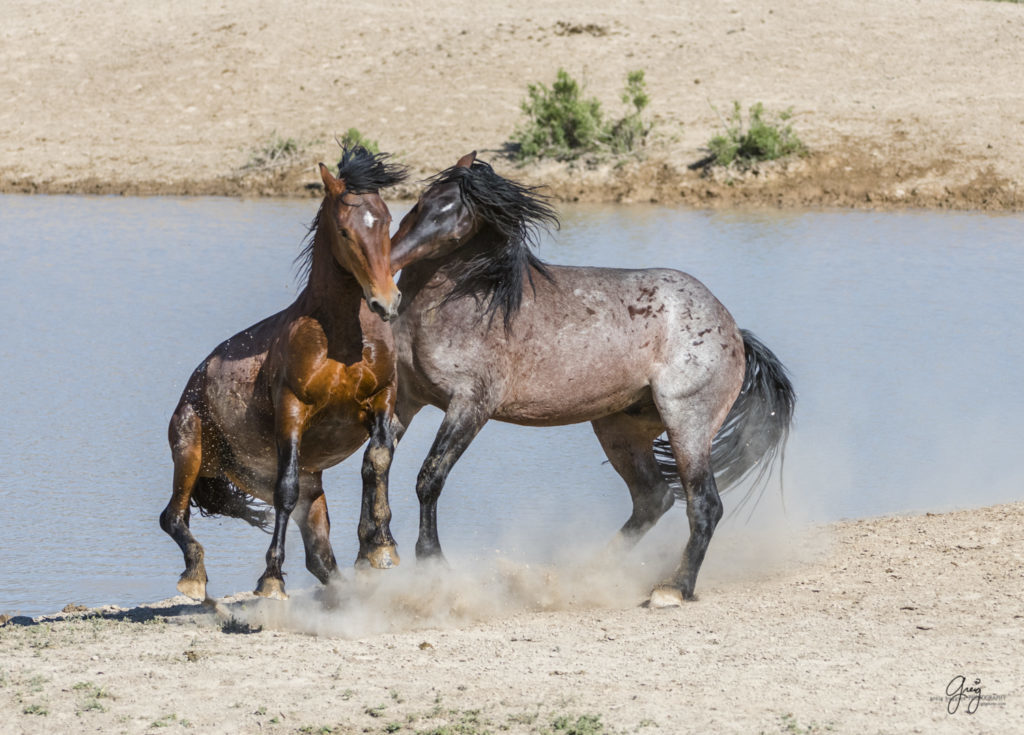 fight between two wild horse stallions at wateringhole