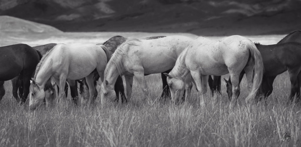 fine art photography wild horses