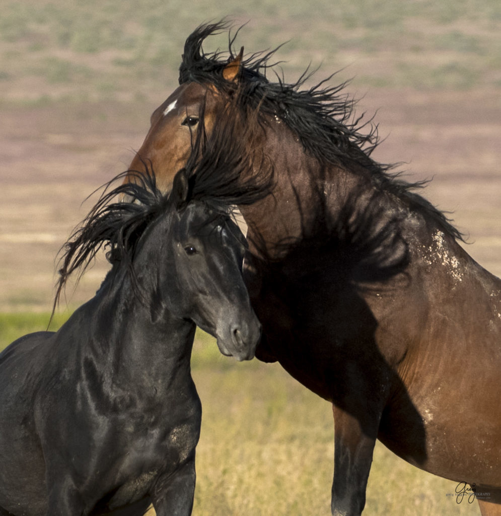 fight between two wild horse stallions