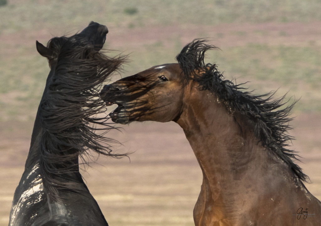 fight between two wild horse stallions