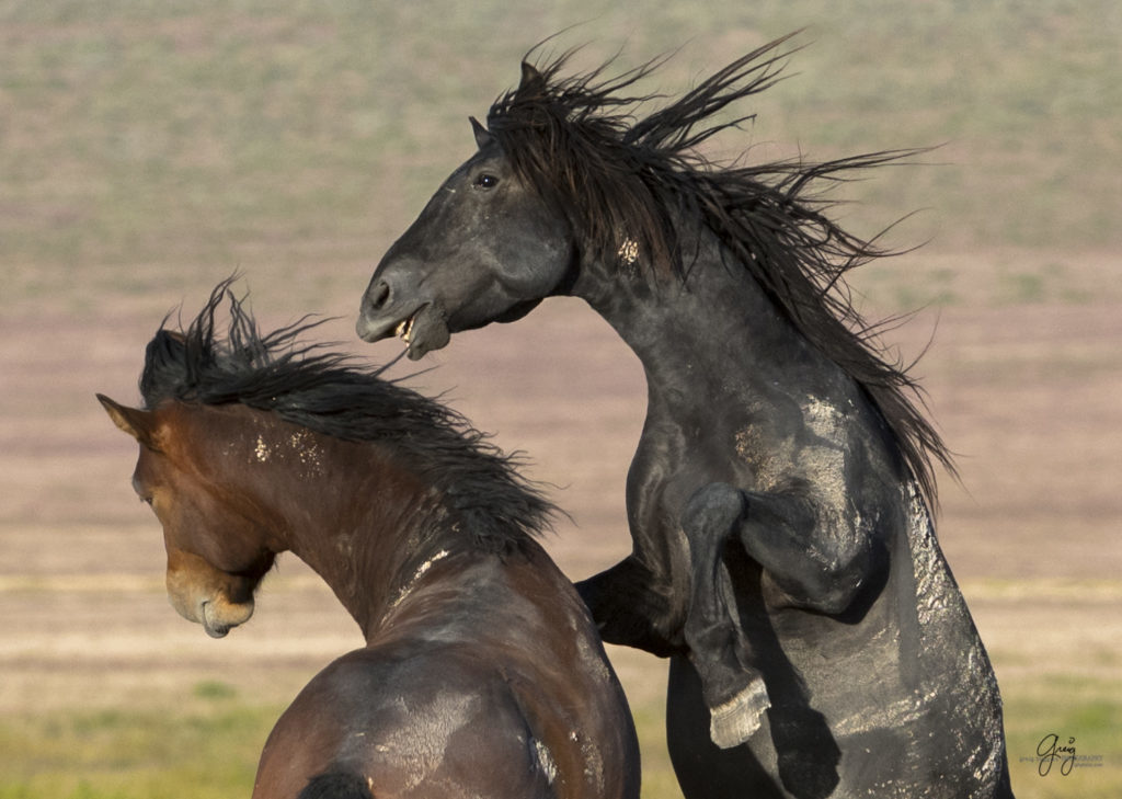 fight between two wild horse stallions