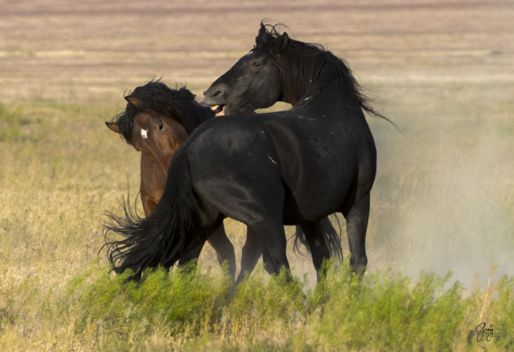 fight between two wild horse stallions